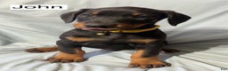 Doberman Pinscher dogs for sale: John - Ad 4