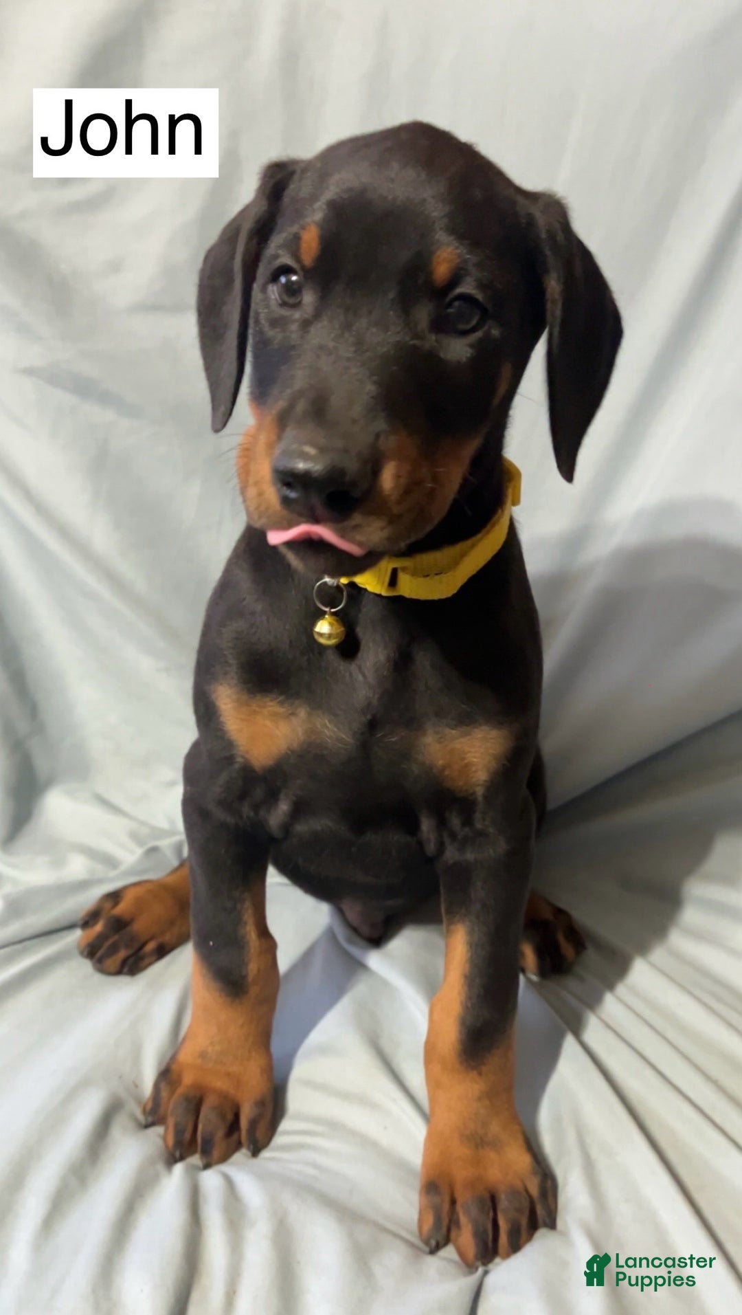 Doberman Pinscher dogs for sale: John - Ad 4
