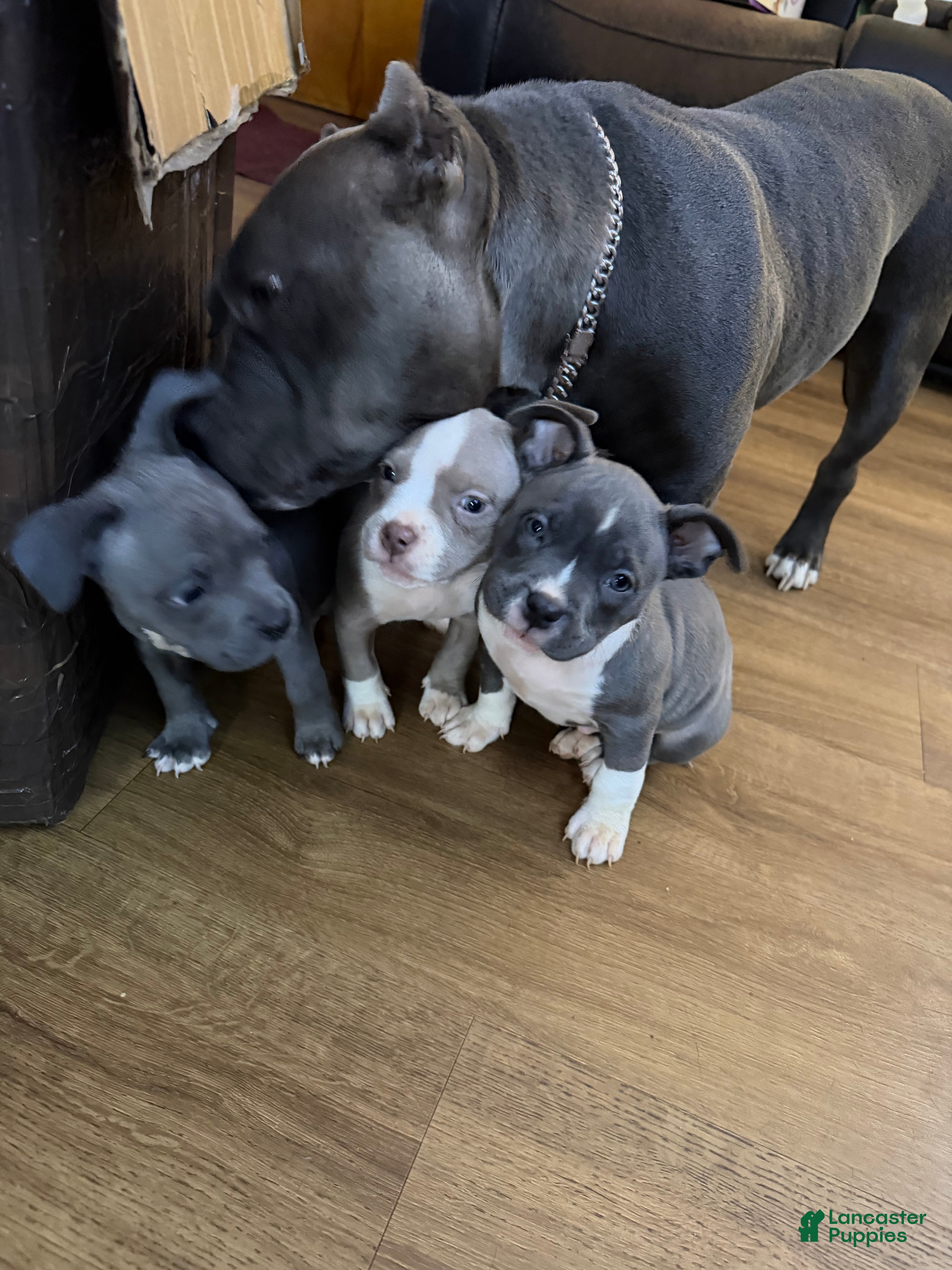 American Bully dogs for sale: American Bully Puppy 4 - Ad 1