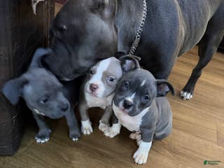 American Bully dogs for sale: American Bully Puppy 4 - Ad 1