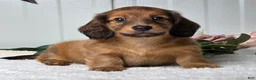 Miniature Dachshund dogs for sale: Max - Ad 4