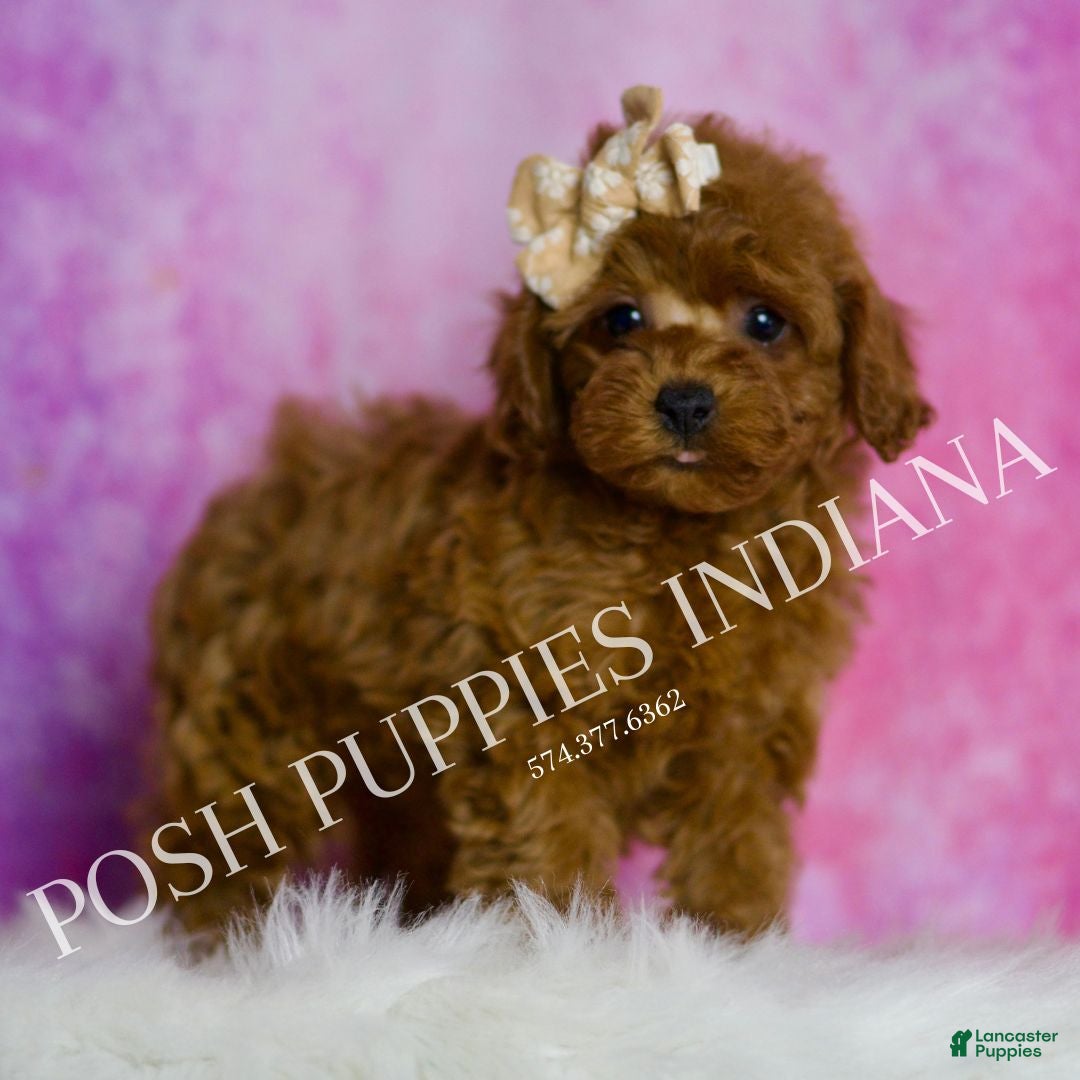 Toy Poodle dogs for sale: Sunshine - Ad 5