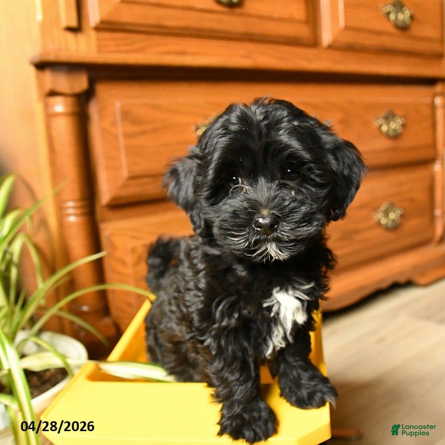 Havapoo dogs Billy - Ad 2