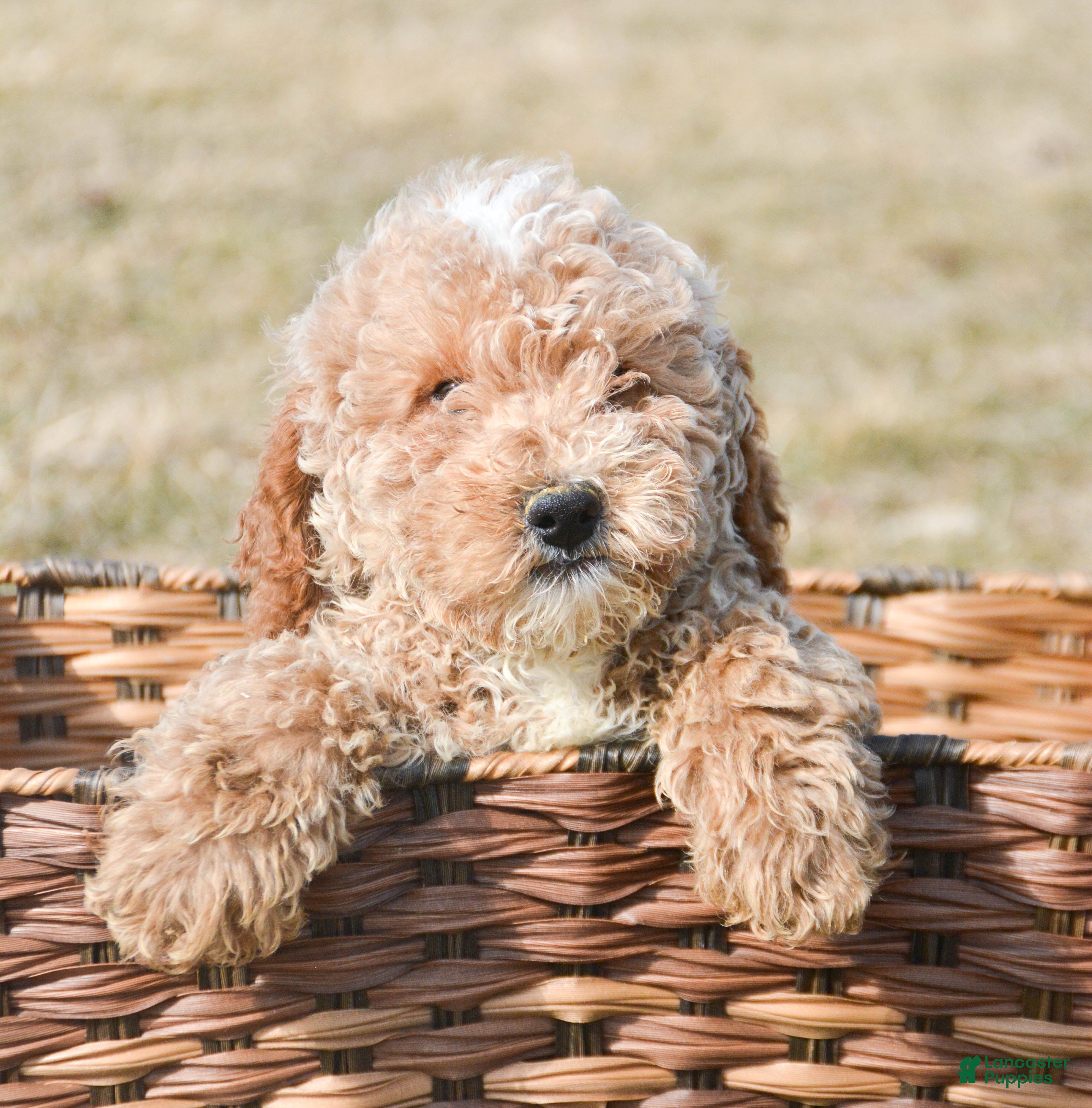 Miniature Poodle dogs for sale: Miniature Poodle Puppy 2 Pepper - Ad 2