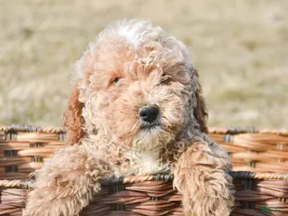 Miniature Poodle dogs for sale: Miniature Poodle Puppy 2 Pepper - Ad 2