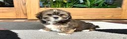 Lhasa Apso dogs for sale: Ken - Ad 3