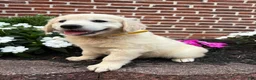 Golden Retriever dogs for sale: Gigi  - Ad 3