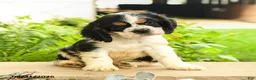 English Cocker Spaniel dogs for sale: Lana - Ad 4
