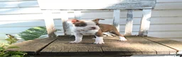 Boston Terrier dogs for sale: Charlotte - Ad 3