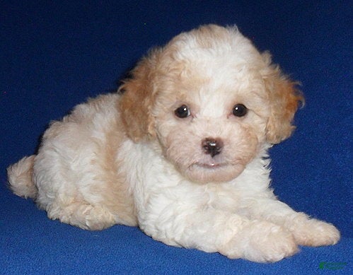 Shihpoo dogs Milo - Ad 2