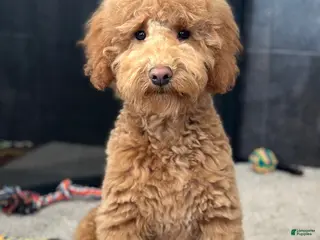 Goldendoodle dogs Mindy - Ad 11