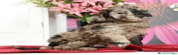 Miniature Poodle dogs for sale: Kamo - Ad 8