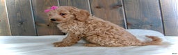 Mini Goldendoodle dogs for sale: Mindy - Ad 16