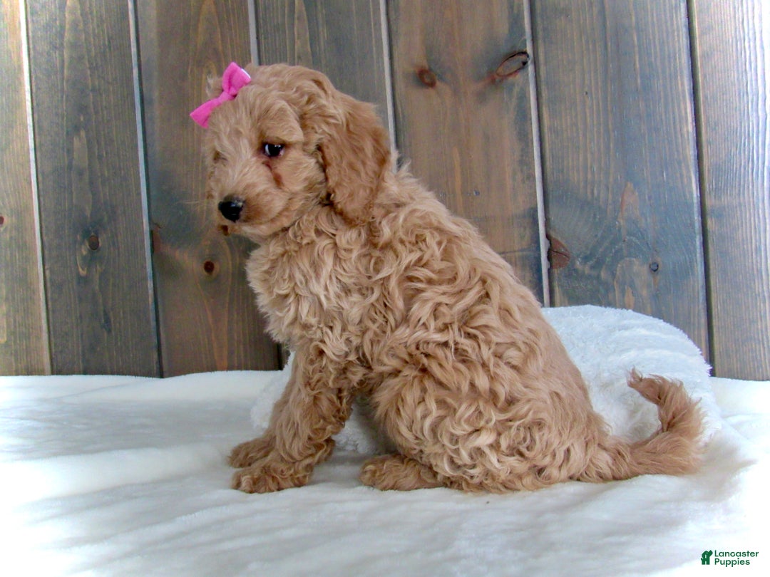 Mini Goldendoodle dogs for sale: Mindy - Ad 16