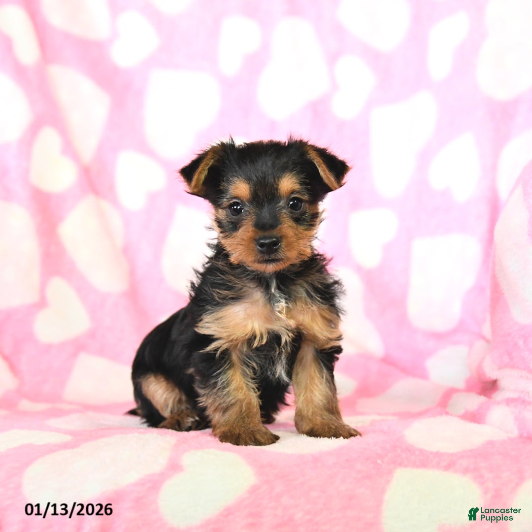 Yorkshire Terrier dogs for sale: Toby - Ad 2