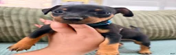 Miniature Pinscher dogs for sale: Lucky - Ad 6