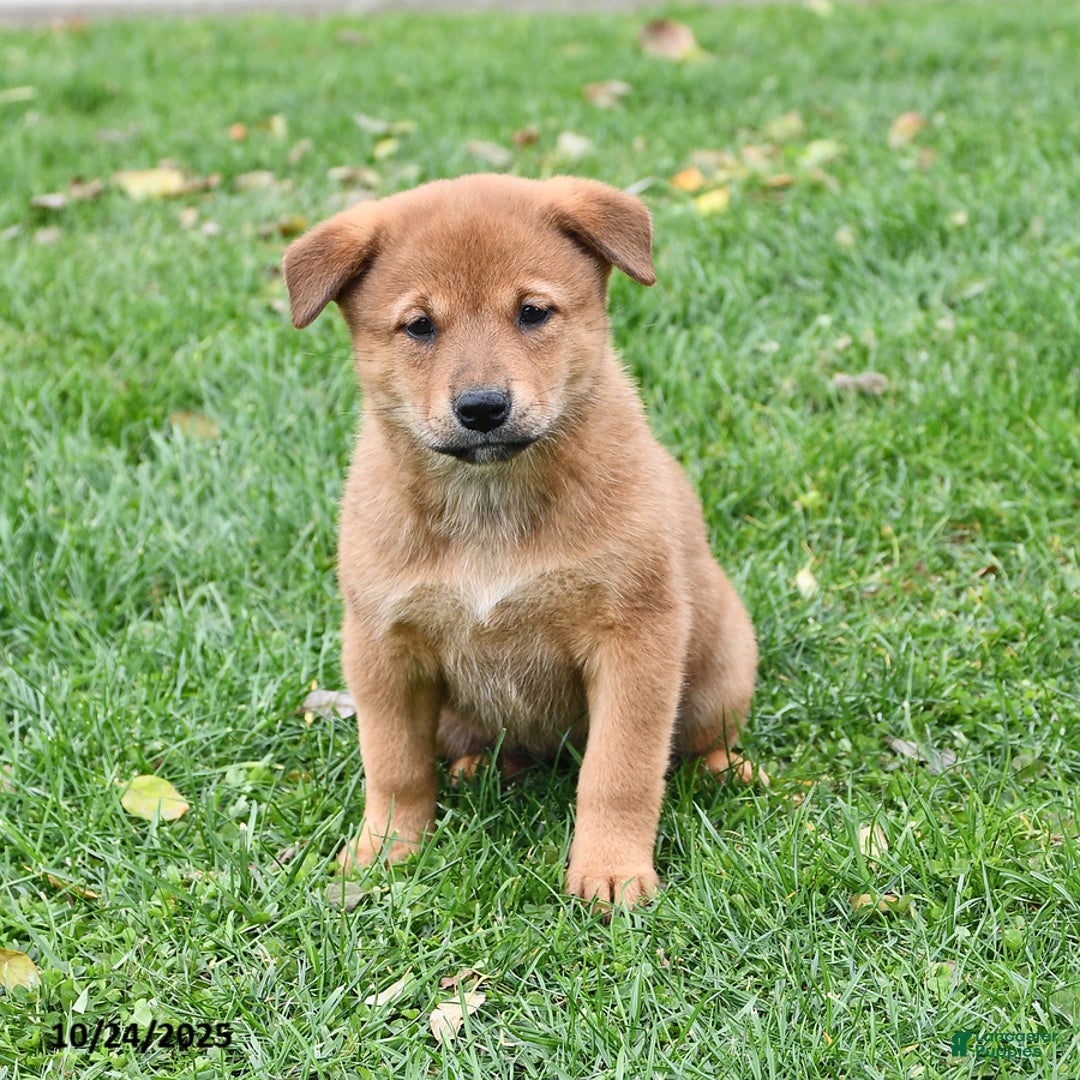 Mixed Breed dogs for sale: Tootsie - Ad 16