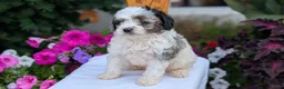 Maltipoo dogs for sale: Kai - Ad 4