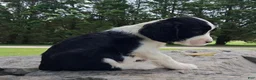English Springer Spaniel dogs for sale: English Springer Spaniel Puppy 3 - Ad 3