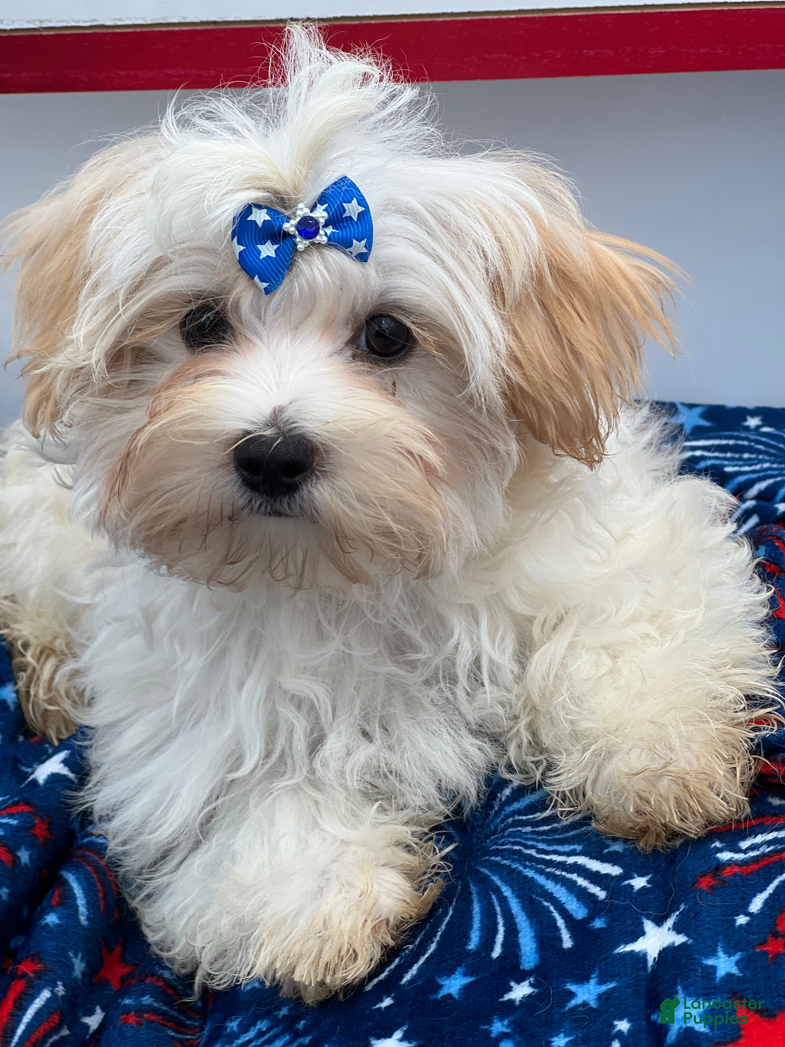 Morkie dogs Charlie is a beautiful Morkie - Ad 1