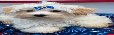 Charlie is a beautiful Morkie