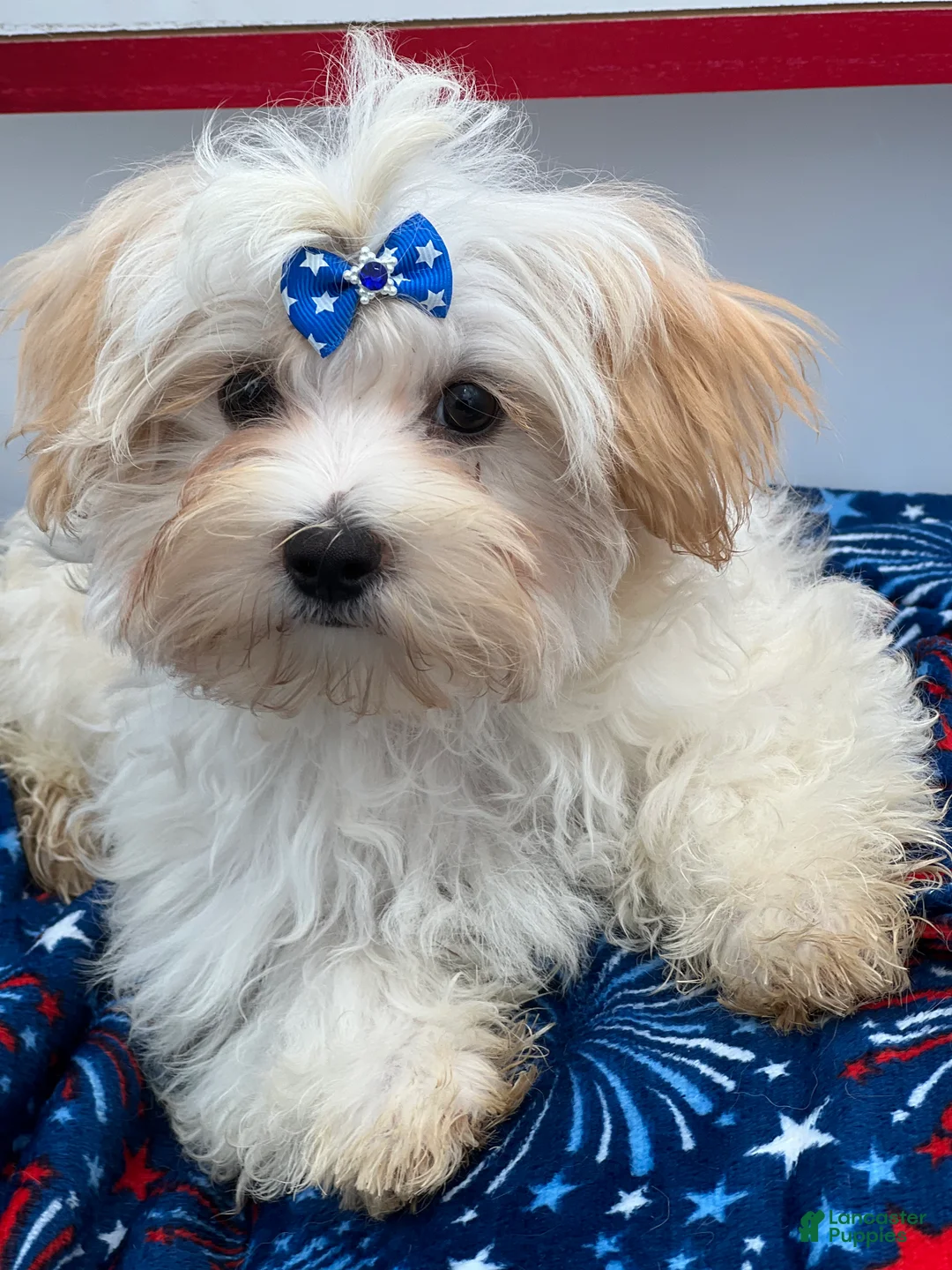 Morkie dogs for sale: Charlie is a beautiful Morkie - Ad 1