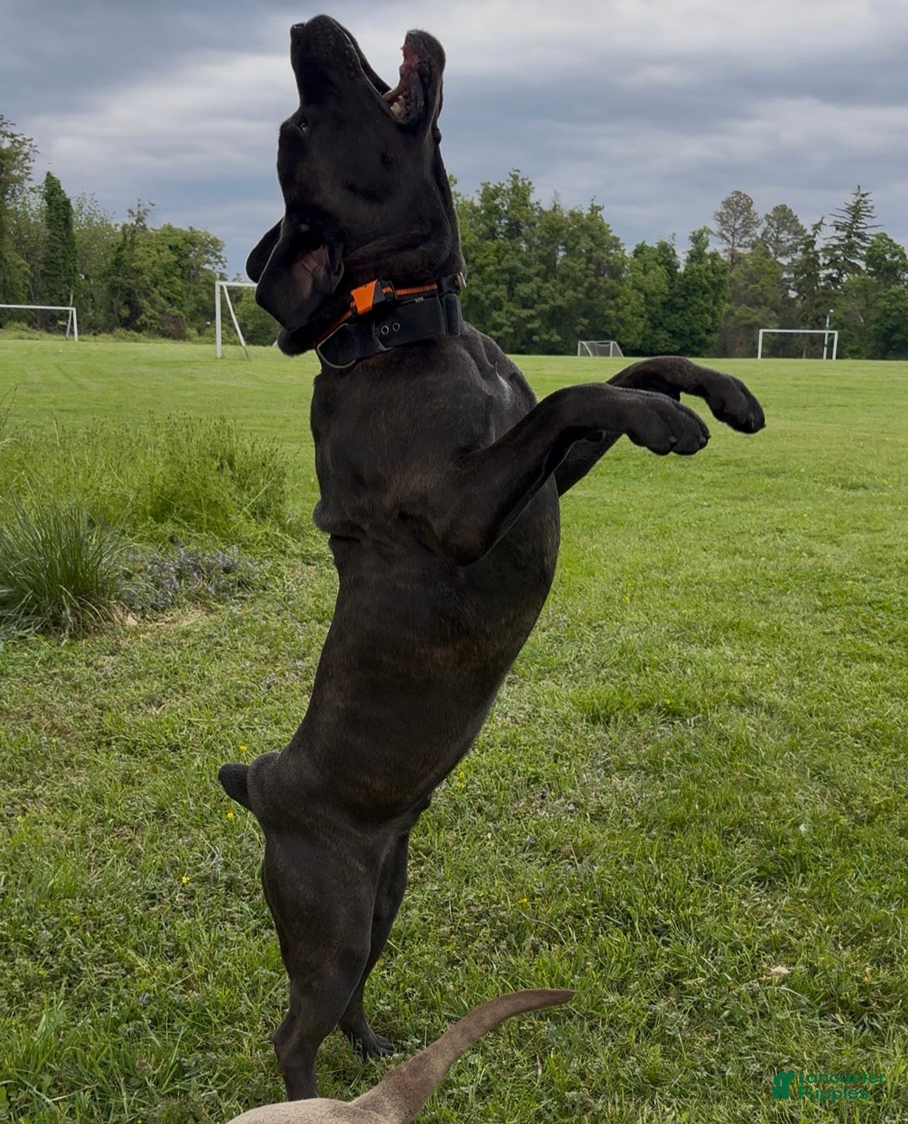 Cane Corso dogs Orion  - Ad 2