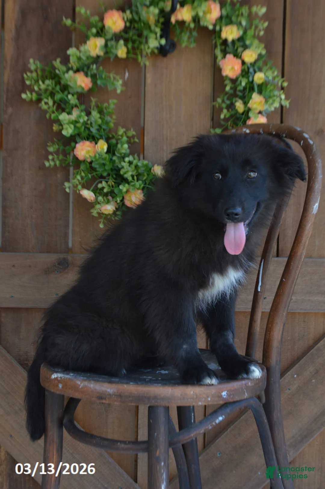 Mixed Breed dogs for sale: Parker - Ad 1