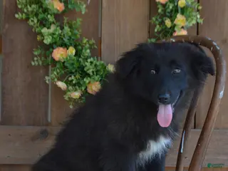 Mixed Breed dogs for sale: Parker - Ad 1