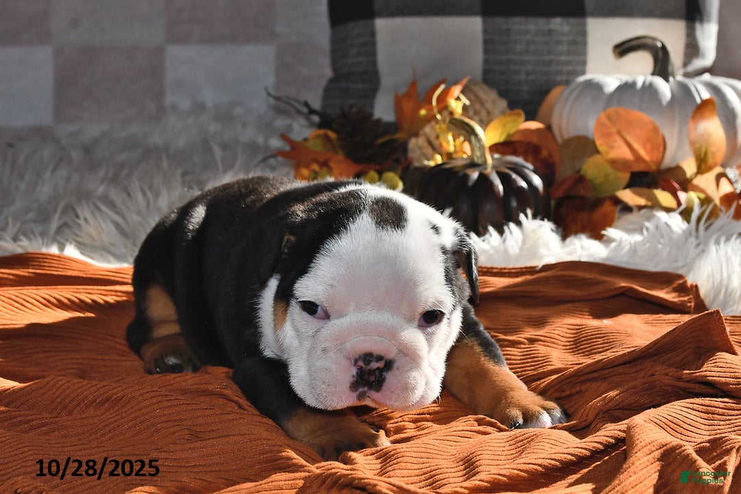 Olde English Bulldogge dogs for sale: Lena - Ad 12
