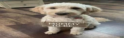 Goldendoodle dogs for sale: Flounder - Ad 5