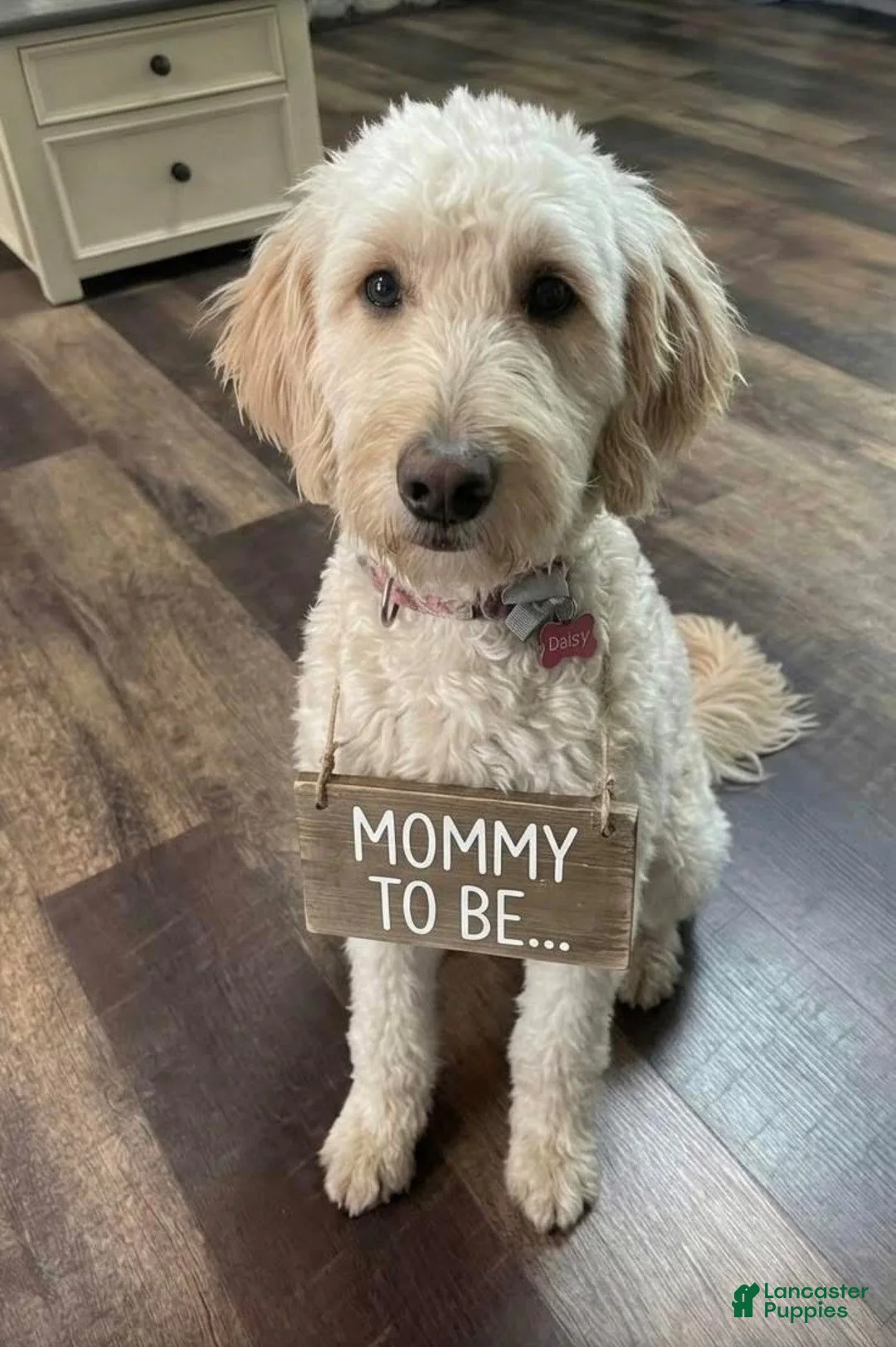 Goldendoodle dogs for sale: Flounder - Ad 5