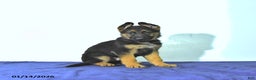 German Shepherd dogs for sale: Romer - Ad 2