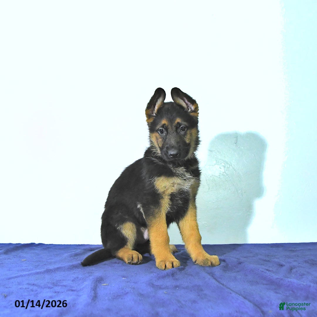 German Shepherd dogs for sale: Romer - Ad 2