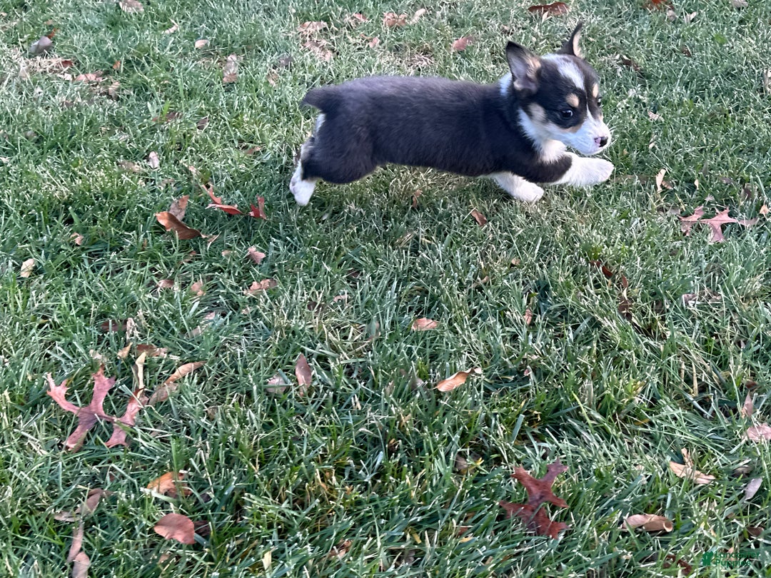 Welsh Corgi Pembroke dogs for sale: Jackson - Ad 6