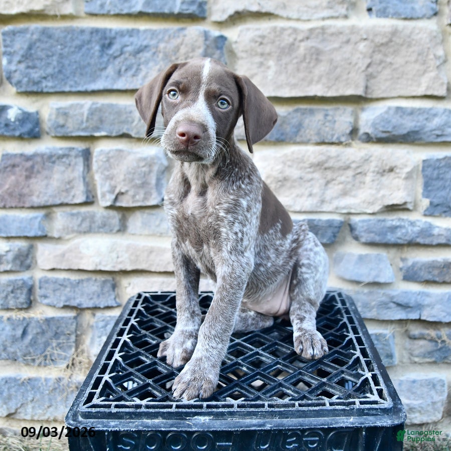 German Shorthaired Pointer dogs Claire - Ad 2