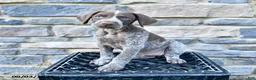 German Shorthaired Pointer dogs for sale: Claire - Ad 2