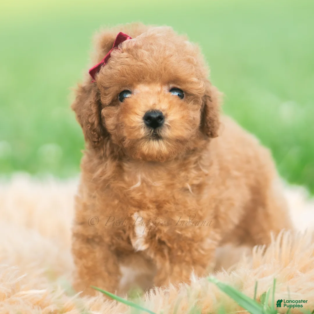 Toy Poodle dogs for sale: Milo AKC - Ad 2