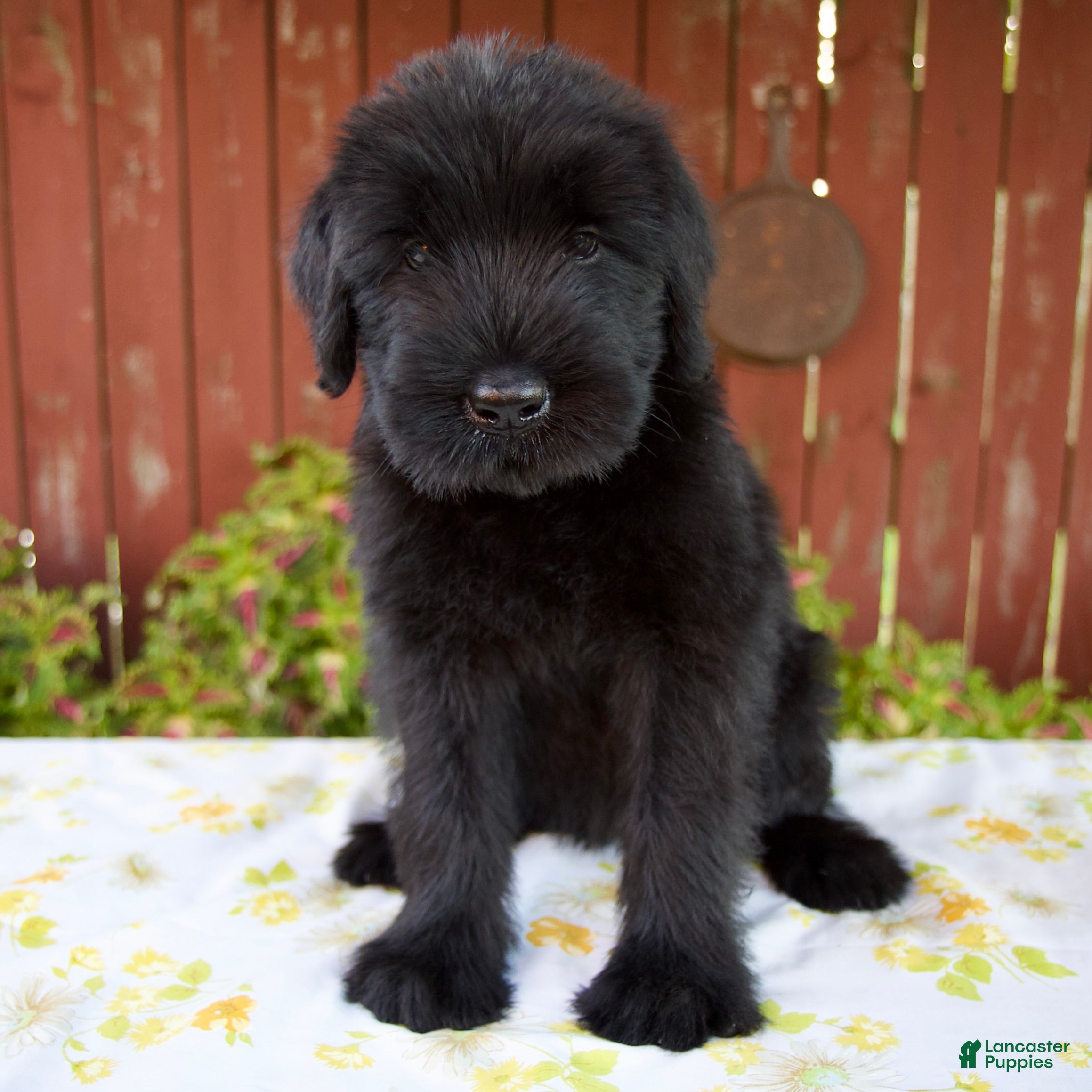 Giant Schnauzer dogs Rachelle - Ad 1