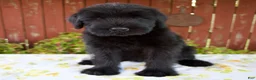 Giant Schnauzer dogs for sale: Rachelle - Ad 1