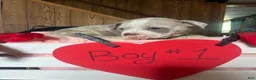 Olde English Bulldogge dogs for sale: Olde English Bulldogge 7 - Ad 8