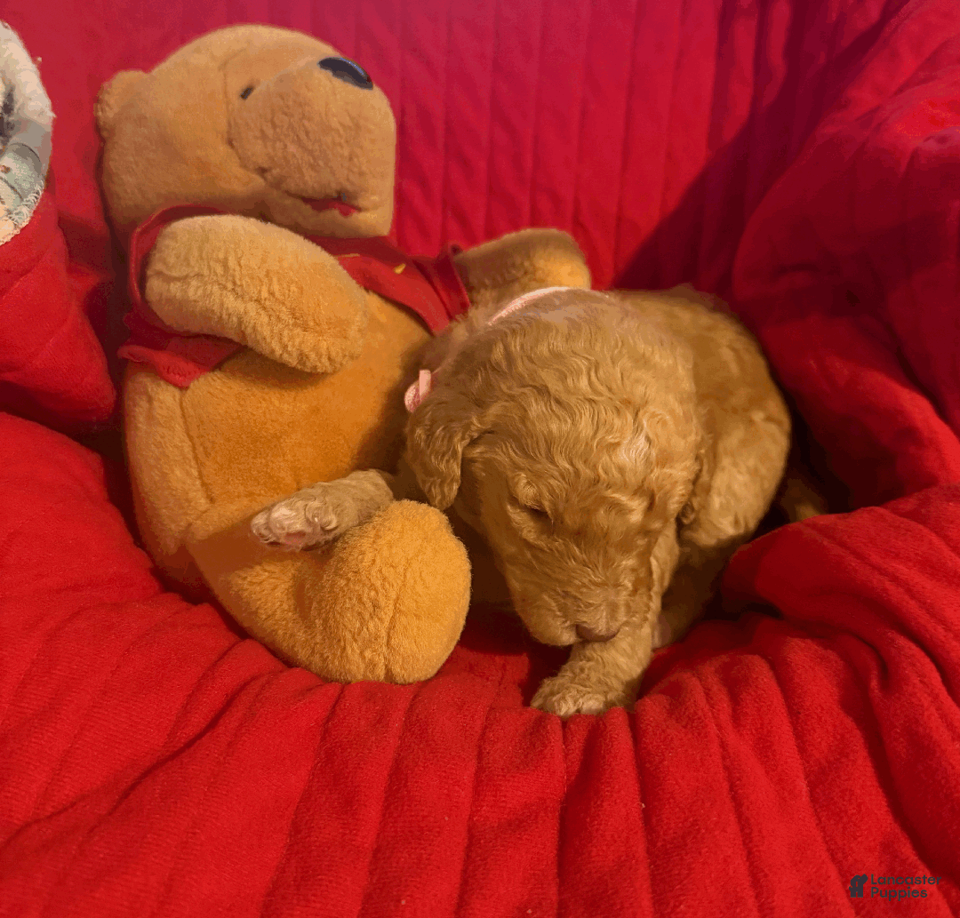 Goldendoodle dogs for sale: Pink - Ad 2