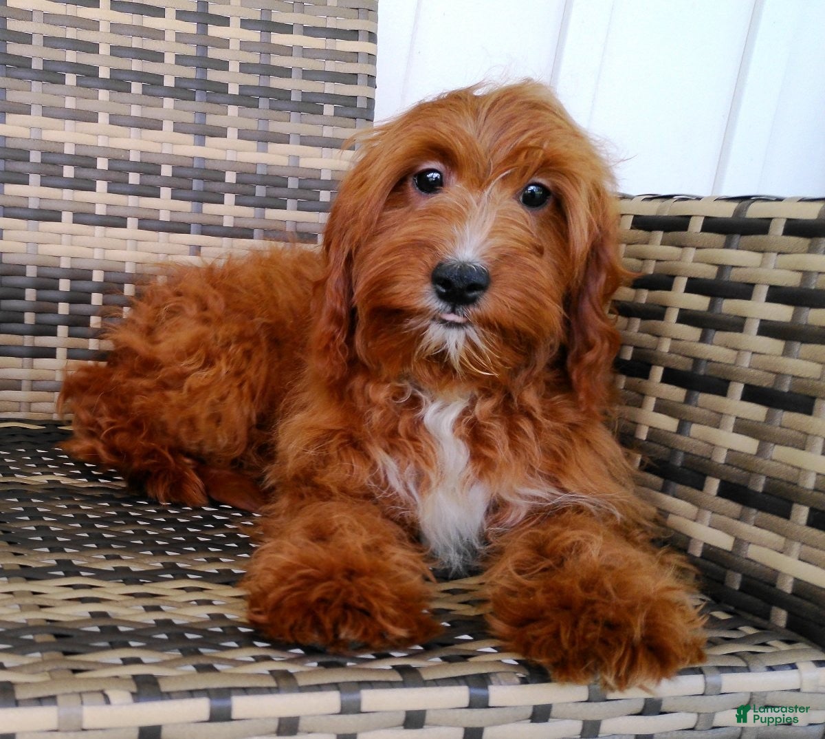 Cavapoo dogs Natasha - Ad 2
