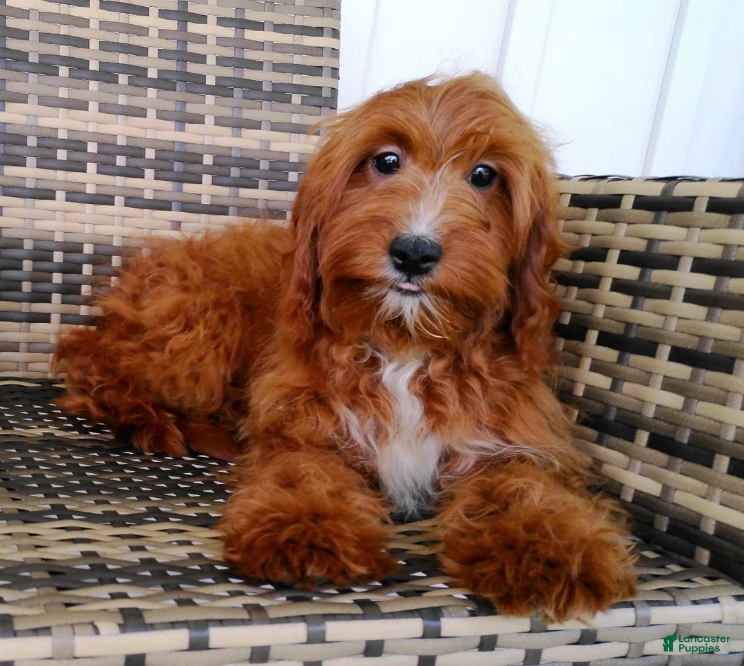 Cavapoo dogs for sale: Natasha - Ad 2