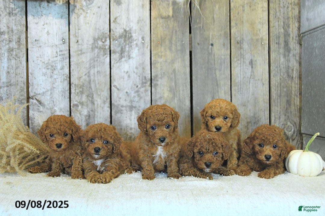 Toy Poodle dogs for sale: Robbi GENETIC TESTED - Ad 8