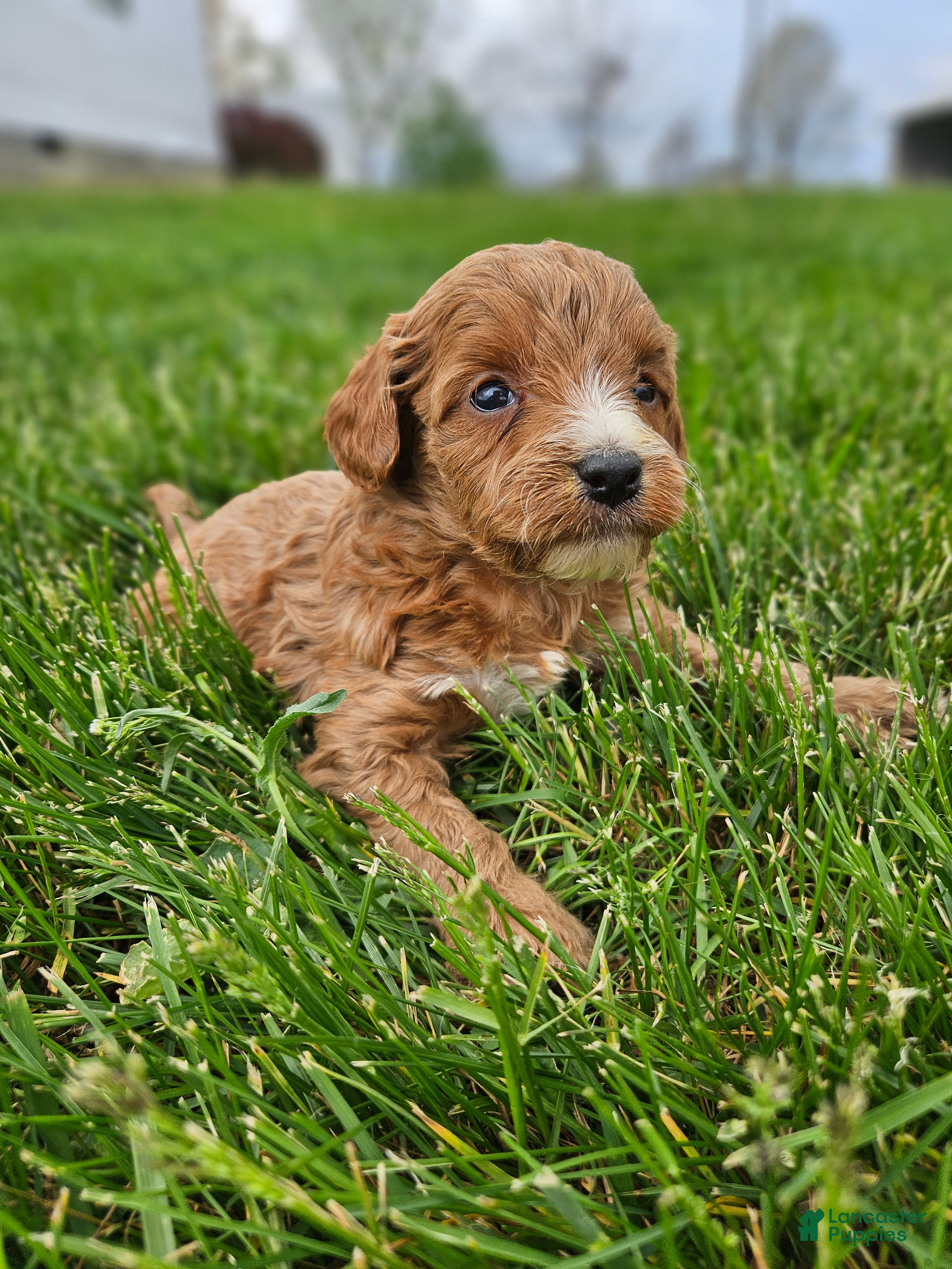 Cavapoo dogs Chase - Ad 26