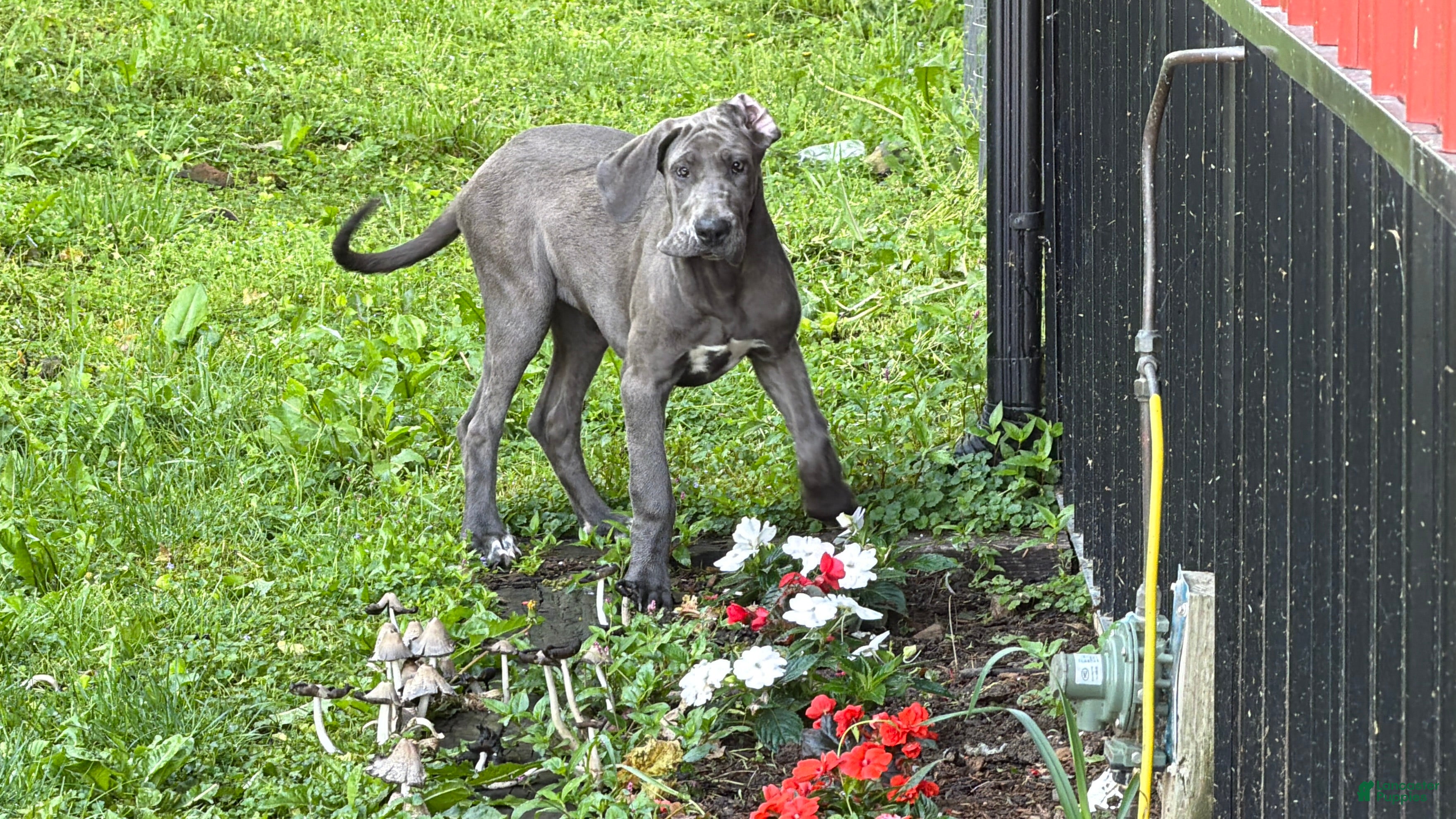 Great Dane dogs Emma  - Ad 1