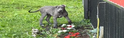 Great Dane dogs for sale: Emma  - Ad 1