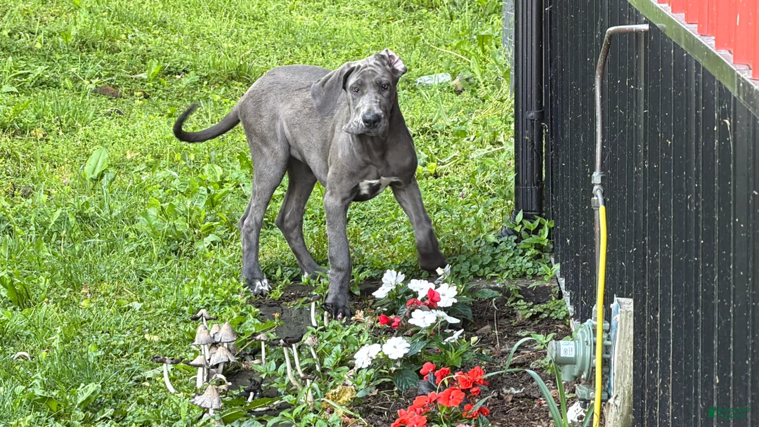 Great Dane dogs for sale: Emma  - Ad 1