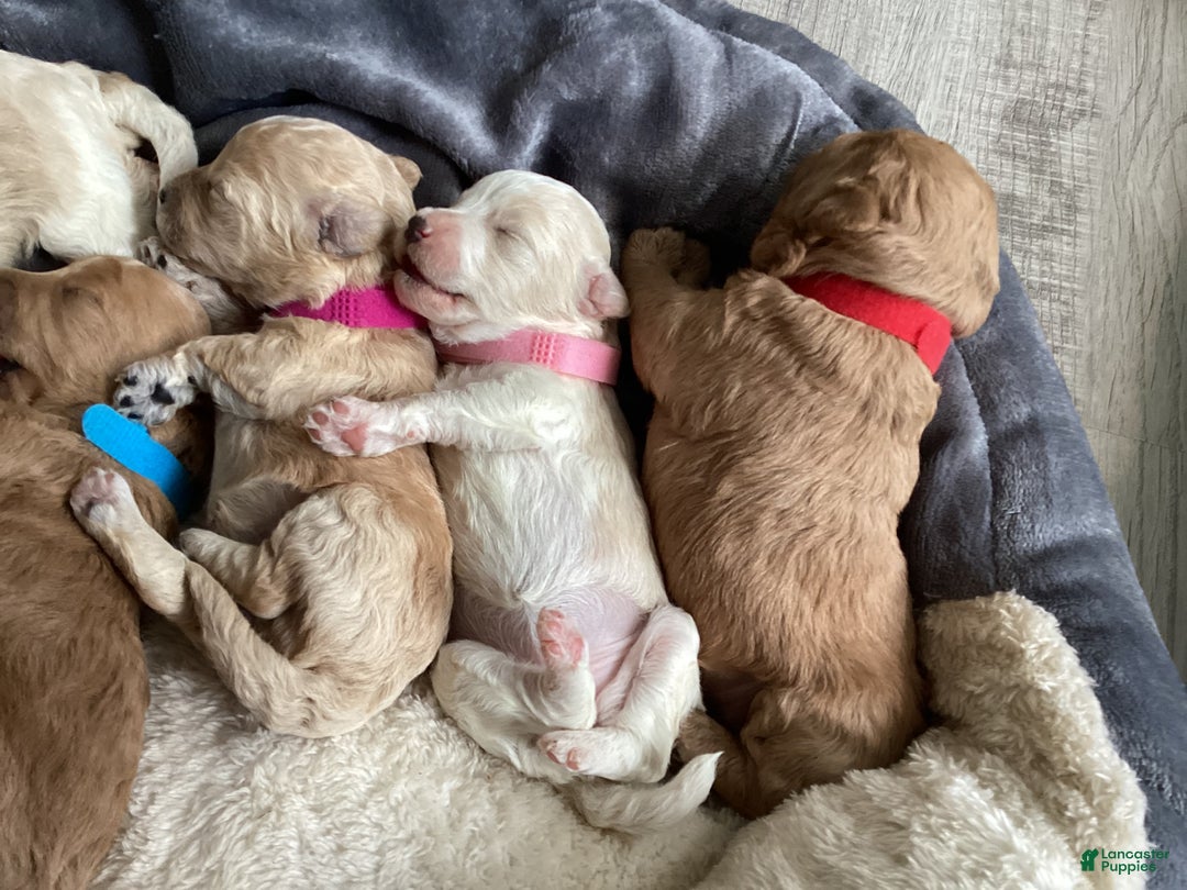 Mixed Breed dogs for sale: Mist - Ad 2